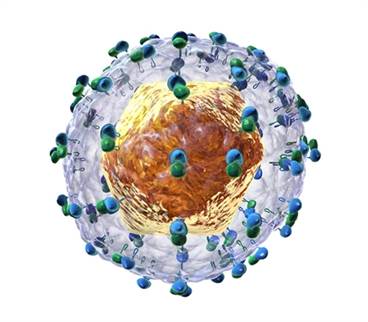 Hepatitis C Virus: An Increased Risk For Type 2 Diabetes Hepatitis C Virus: An Increased Risk For Type 2 Diabetes