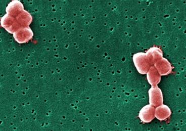 Antiprotozoal Renders Gram-Negative Bacteria Susceptible to Antibiotics Antiprotozoal Renders Gram-Negative Bacteria Susceptible to Antibiotics