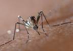 CDC: Increase in Number of Counties With Zika-Carrying Mosquitoes CDC: Increase in Number of Counties With Zika-Carrying Mosquitoes