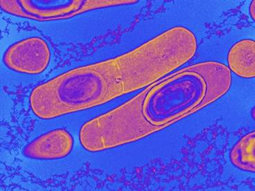 Biotherapeutics for the Prevention of Clostridium difficile Infection Biotherapeutics for the Prevention of Clostridium difficile Infection