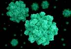 Norovirus on Deck: Advice For Your Patients Who Like To Cruise Norovirus on Deck: Advice For Your Patients Who Like To Cruise