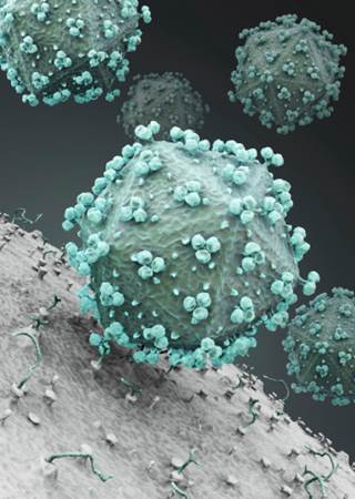 Cardiovascular disease is a common issue for older patients with HIV. Cardiovascular disease is a common issue for older patients with HIV.