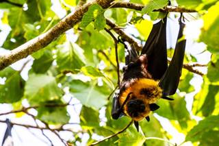 Fruit bat. Fruit bat.