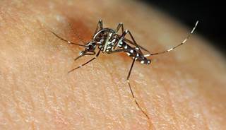In 81 cases of pregnancy loss where tissues were available for sampling, 22% tested positive for Zika virus. In 81 cases of pregnancy loss where tissues were available for sampling, 22% tested positive for Zika virus.