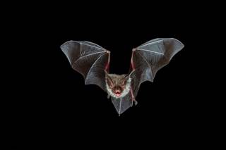 The patient's family had contacted numerous local agencies about bats over several years but were never told to seek medical care. The patient's family had contacted numerous local agencies about bats over several years but were never told to seek medical care.