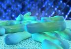 Researchers Eye Certain Strains for Developing Possible Shigella flexneri Vaccine Researchers Eye Certain Strains for Developing Possible Shigella flexneri Vaccine