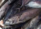 Seafood Company Halts Production After Food Safety Violations Found Seafood Company Halts Production After Food Safety Violations Found