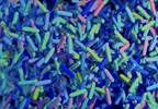 Allergy, Asthma Predicted by Newborn Gut Microbiome Allergy, Asthma Predicted by Newborn Gut Microbiome