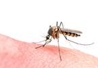 Another Unique Mosquito-Borne Virus May Be Circulating in Haiti Another Unique Mosquito-Borne Virus May Be Circulating in Haiti