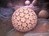 HPV Vaccination Rates Lower Among Cancer Survivors HPV Vaccination Rates Lower Among Cancer Survivors