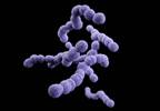 Burden of Osteoarticular Infections Increased by β-Hemolytic Streptococi Burden of Osteoarticular Infections Increased by β-Hemolytic Streptococi