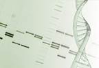 Variant in Sulfonylurea Receptor Encoder Cuts Risk of T2D, Heart Disease Variant in Sulfonylurea Receptor Encoder Cuts Risk of T2D, Heart Disease