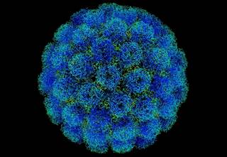 Animal research used combinations of experimental vaccines and immune stimulants to check simian immunodeficiency virus level.<i>Photo Credit: Wikimedia Commons</i> Animal research used combinations of experimental vaccines and immune stimulants to check simian immunodeficiency virus level.<i>Photo Credit: Wikimedia Commons</i>