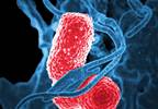 Epidemiology of K pneumoniae Carbapenemase-Producing Enterobacteriaceae Infections in Children Epidemiology of K pneumoniae Carbapenemase-Producing Enterobacteriaceae Infections in Children