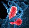Epidemiology of <i>K pneumoniae</i> Carbapenemase-Producing Enterobacteriaceae Infections in Children Epidemiology of <i>K pneumoniae</i> Carbapenemase-Producing Enterobacteriaceae Infections in Children