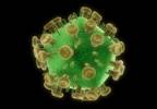 Penile Microbiome Linked to Increased HIV Risk in Heterosexual Partners Penile Microbiome Linked to Increased HIV Risk in Heterosexual Partners