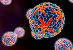 Dengue Vaccine Presents Solutions and Backlash in Dengue-Endemic Regions Dengue Vaccine Presents Solutions and Backlash in Dengue-Endemic Regions