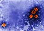 Short-Course Tocilizumab for Rheumatoid Arthritis May Increase HBV Reactivation Short-Course Tocilizumab for Rheumatoid Arthritis May Increase HBV Reactivation