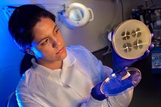 Open Petri dish culture plate, demonstrating the results of a modified Hodge test, used to identify resistance in <i>Enterobacteriaceae</i>. <i>Photo Credit: CDC/ Melissa Dankel.</i> Open Petri dish culture plate, demonstrating the results of a modified Hodge test, used to identify resistance in <i>Enterobacteriaceae</i>. <i>Photo Credit: CDC/ Melissa Dankel.</i>