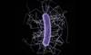 Fidaxomicin Effective for Long-Term Cure of <i>Clostridium difficile</i> Fidaxomicin Effective for Long-Term Cure of <i>Clostridium difficile</i>