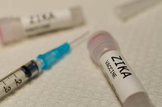A novel messenger RNA Zika vaccine showed strong and stable antiviral responses in preliminary studies in mice and rhesus monkeys. A novel messenger RNA Zika vaccine showed strong and stable antiviral responses in preliminary studies in mice and rhesus monkeys.