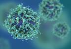 Latent HIV May Exist in Both Resting and Non-Resting CD4 T cells Latent HIV May Exist in Both Resting and Non-Resting CD4 T cells
