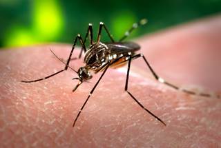 Investigational vaccine is intended to provide broad protection against a range of mosquito-transmitted diseases. <i>Photo Credit: James Gathany.</i> Investigational vaccine is intended to provide broad protection against a range of mosquito-transmitted diseases. <i>Photo Credit: James Gathany.</i>