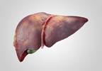 Liver Cancer Mortality Rates Have Doubled Since Mid-1980s Liver Cancer Mortality Rates Have Doubled Since Mid-1980s