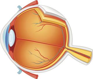 Chorioretinal lesions in an immunocompromised adult with Zika healed in 6 weeks and visual acuity improved. Chorioretinal lesions in an immunocompromised adult with Zika healed in 6 weeks and visual acuity improved.
