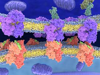 Compared with monoclonal-based pharmacotherapy, a vaccine-based approach may offer an interesting alternative. Compared with monoclonal-based pharmacotherapy, a vaccine-based approach may offer an interesting alternative.