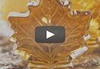Can a Maple Syrup Extract Enhance Antibiotic Potency? Can a Maple Syrup Extract Enhance Antibiotic Potency?