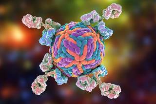 Findings also suggest the antibody might be especially effective because a lower concentration than expected is needed to inhibit a key mechanism of infection. Findings also suggest the antibody might be especially effective because a lower concentration than expected is needed to inhibit a key mechanism of infection.