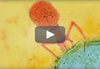 Novel Bacteriophage Treatment Successfully Treats Drug-Resistant Infection Novel Bacteriophage Treatment Successfully Treats Drug-Resistant Infection