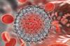 The Opioid Crisis and the Increase in Hepatitis C Virus Infections The Opioid Crisis and the Increase in Hepatitis C Virus Infections