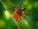 Tick-Caused Meat Allergy on the Rise in the United States Tick-Caused Meat Allergy on the Rise in the United States