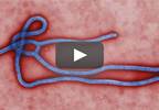 Ebola Outbreak: What to Consider if Experimental Vaccine Is Used Ebola Outbreak: What to Consider if Experimental Vaccine Is Used