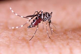 Prevalence of preterm birth seen higher in dengue-positive mothers after multivariate analysis. Prevalence of preterm birth seen higher in dengue-positive mothers after multivariate analysis.