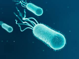 Cephalothin, ceftriaxone, ceftazidime, and ciprofloxacin significantly reduced biofilm biomass in susceptible strains Cephalothin, ceftriaxone, ceftazidime, and ciprofloxacin significantly reduced biofilm biomass in susceptible strains
