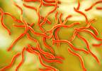 Lyme Disease Vaccination Gets Fast Track Designation Lyme Disease Vaccination Gets Fast Track Designation