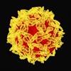 CDC Update: Total Depletion of Yellow Fever Vaccine in US CDC Update: Total Depletion of Yellow Fever Vaccine in US