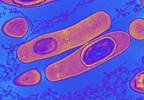 Biotherapeutics for the Prevention of Clostridium difficile Infection Biotherapeutics for the Prevention of Clostridium difficile Infection