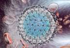 HCV-Infected Kidney Transplant More Efficient in HCV-Infected HCV-Infected Kidney Transplant More Efficient in HCV-Infected