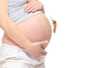 Researchers say that about 5% of a pregnant woman's monocytes have immune-suppressive activity, and the Asian Zika virus turns 70% of the monocytes toward immune-suppressing. Researchers say that about 5% of a pregnant woman's monocytes have immune-suppressive activity, and the Asian Zika virus turns 70% of the monocytes toward immune-suppressing.