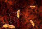 Ridinilazole Preserves Gut Microbiome Diversity in Treatment of <i>C difficile</i> Infection Ridinilazole Preserves Gut Microbiome Diversity in Treatment of <i>C difficile</i> Infection