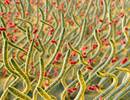 Genome Sequencing Traces K pneumoniae Outbreak to Outpatient Clinic Genome Sequencing Traces K pneumoniae Outbreak to Outpatient Clinic