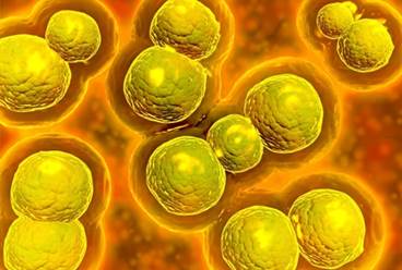 Vaginal Microbiota Profile Predictive of Chlamydia Susceptibility Vaginal Microbiota Profile Predictive of Chlamydia Susceptibility