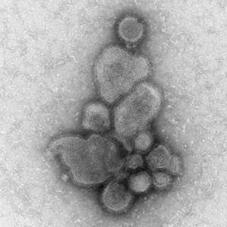 The researchers found that the highly pathogenic H7N9 viruses replicated efficiently in mice, ferrets, and nonhuman primates. <i>Photo Credit: Cynthia S. Goldsmith and Thomas Rowe.</i> The researchers found that the highly pathogenic H7N9 viruses replicated efficiently in mice, ferrets, and nonhuman primates. <i>Photo Credit: Cynthia S. Goldsmith and Thomas Rowe.</i>