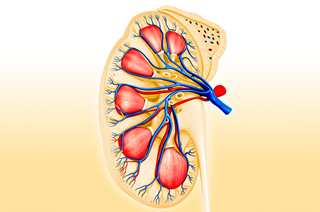 No approved interferon-free and ribavirin-free treatment options are available for patients infected with HCV genotype 2, 3, 5, or 6. No approved interferon-free and ribavirin-free treatment options are available for patients infected with HCV genotype 2, 3, 5, or 6.