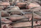 Multidrug-Resistant Salmonella Strains Emerging in United States Multidrug-Resistant Salmonella Strains Emerging in United States