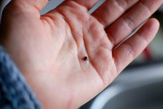 The researchers' original goal was to collect about 2,000 ticks; however, they wound up with more than 16,000, sent in by people from every state except Alaska. The researchers' original goal was to collect about 2,000 ticks; however, they wound up with more than 16,000, sent in by people from every state except Alaska.